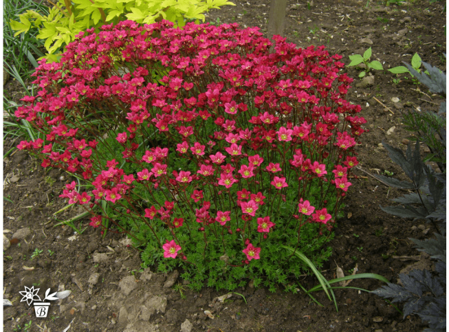 Saxifraga   'Harder Zwerg'